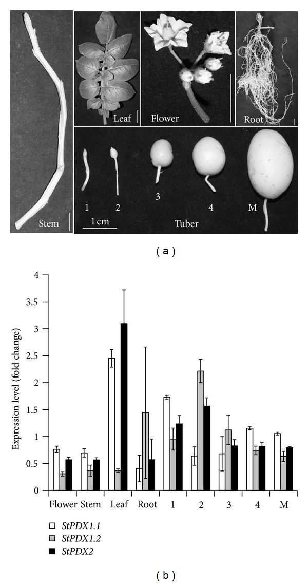 Figure 2