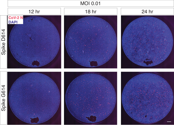 Figure 4—figure supplement 1.