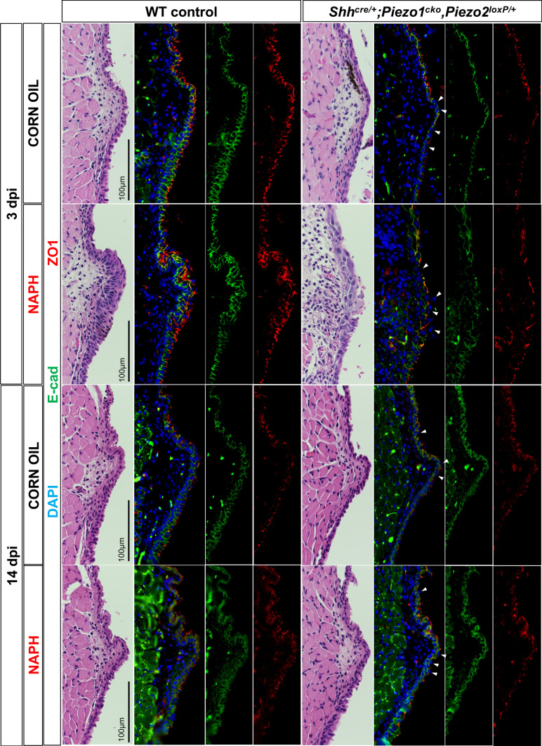 Fig. 9