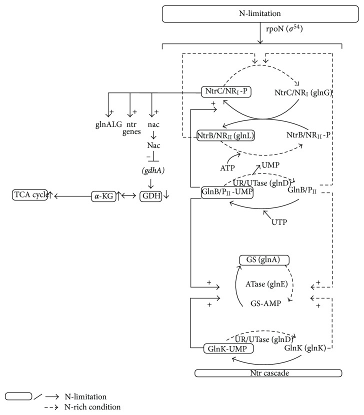 Figure 20