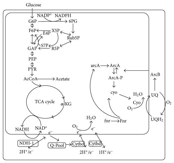 Figure 24