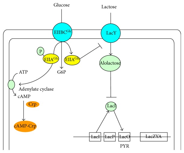 Figure 5