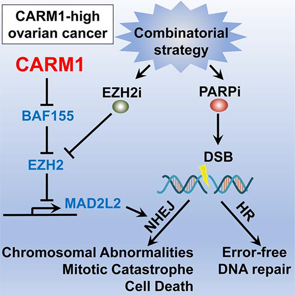 graphic file with name nihms-1569396-f0001.jpg