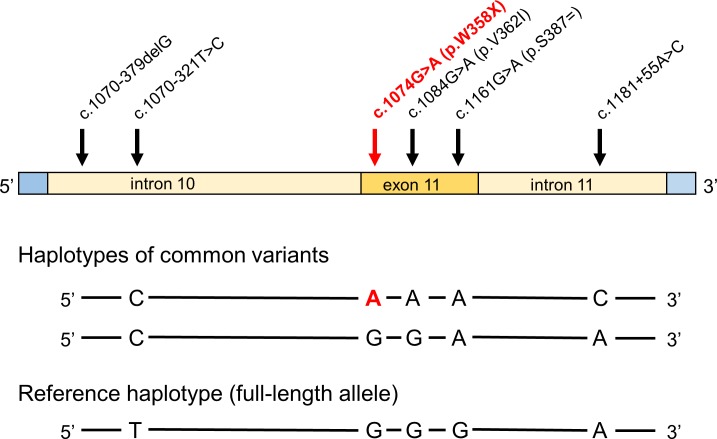 Fig 1