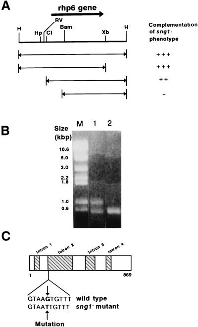 FIG. 5