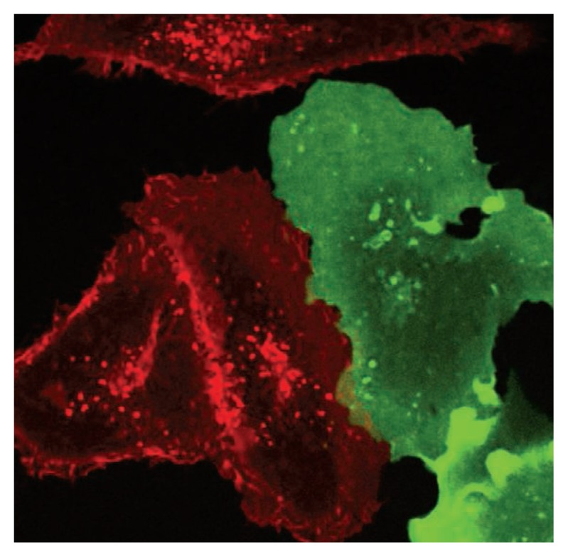 Similar cells, different species