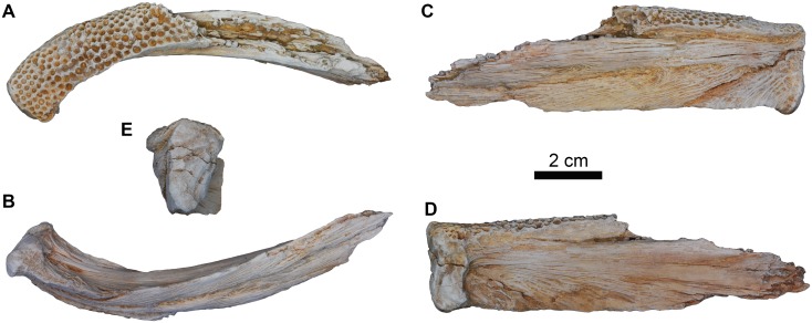 Fig 5