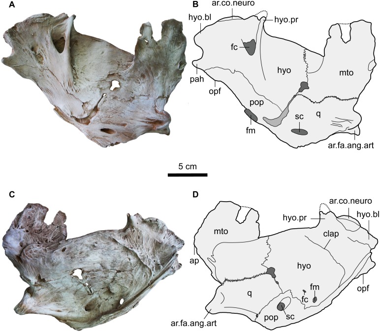 Fig 6