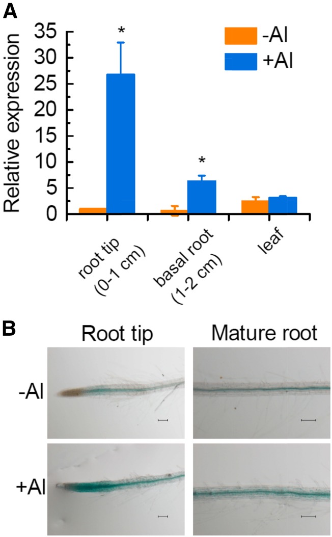 Figure 5.