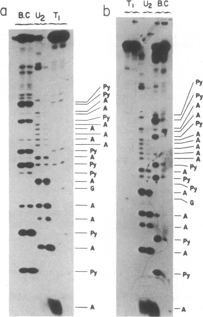 graphic file with name pnas00343-0014-b.jpg