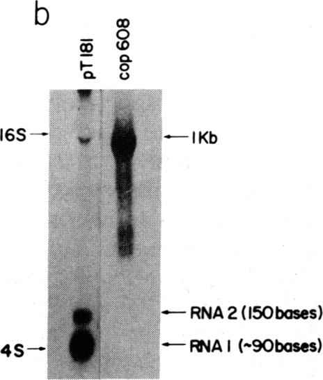 graphic file with name pnas00343-0013-b.jpg