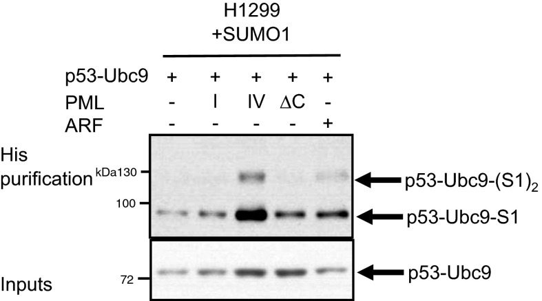 Fig. S8.