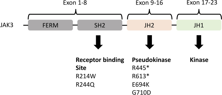 Figure 2