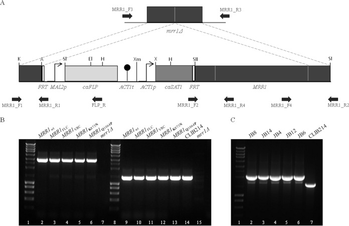 FIG 1