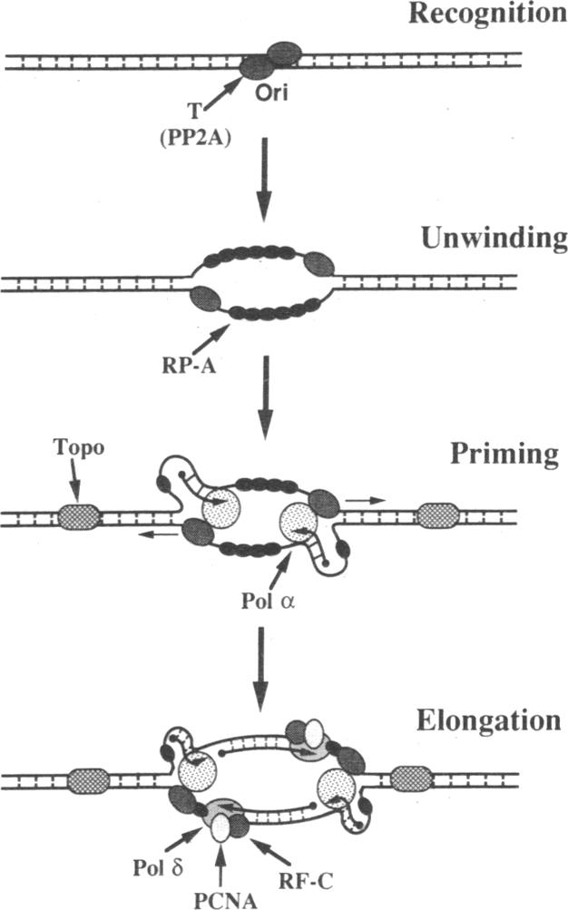 graphic file with name pnas01047-0018-g.jpg