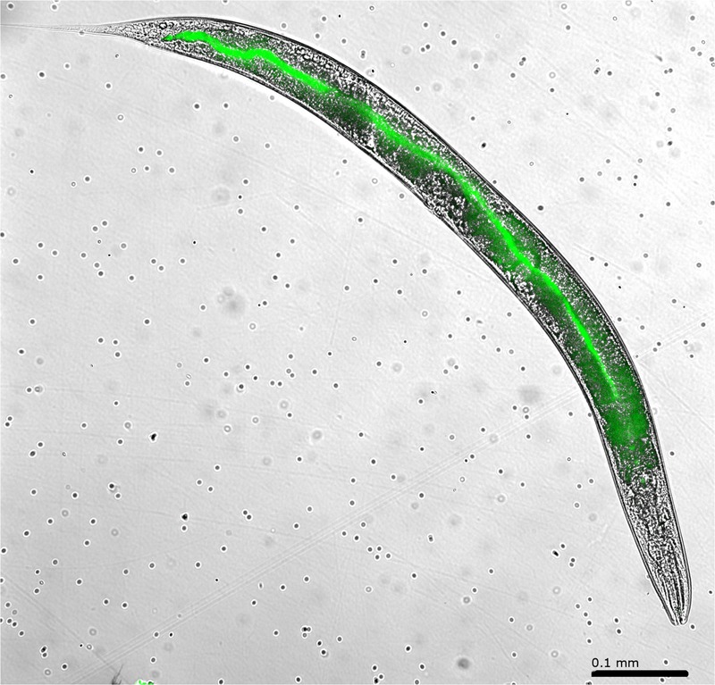 FIGURE 2