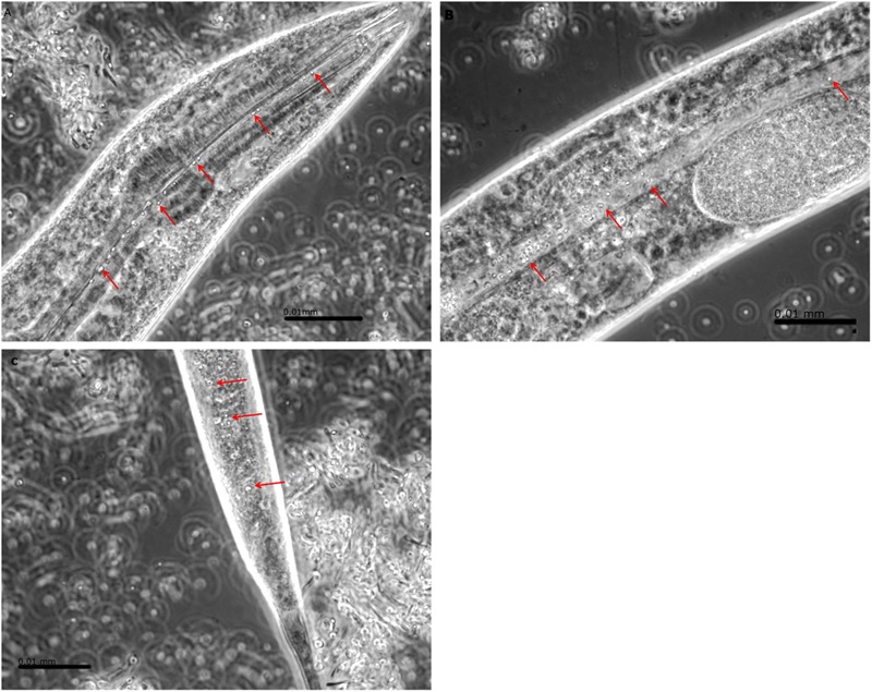 FIGURE 3