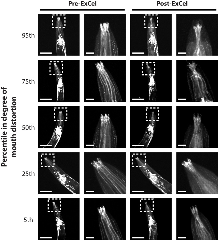 Figure 3—figure supplement 2.