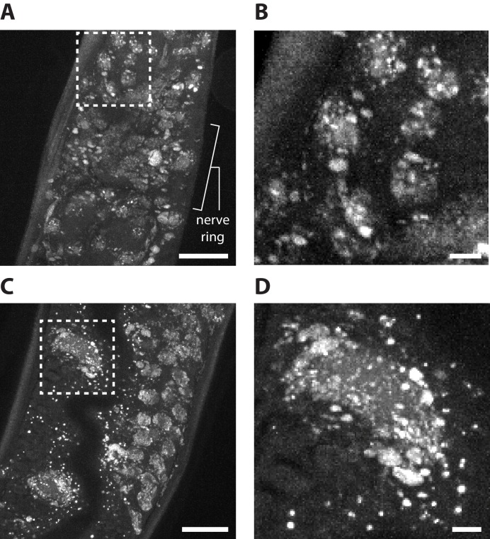 Figure 13—figure supplement 1.