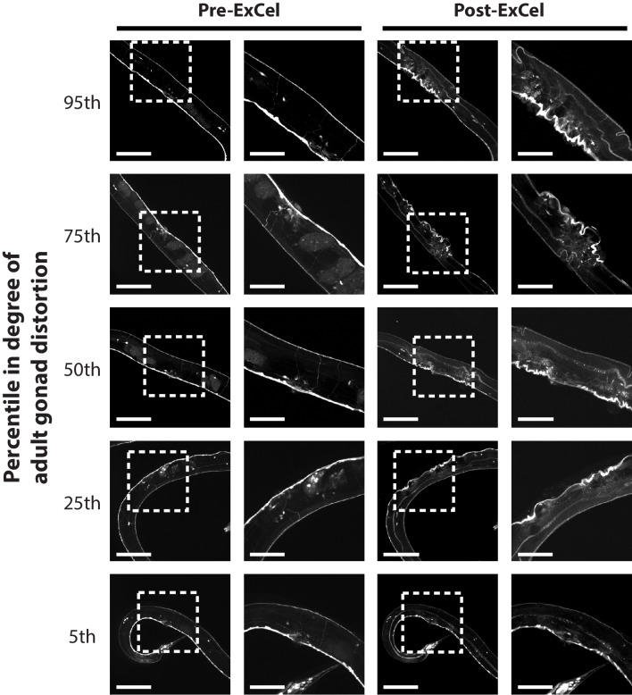 Figure 3—figure supplement 1.