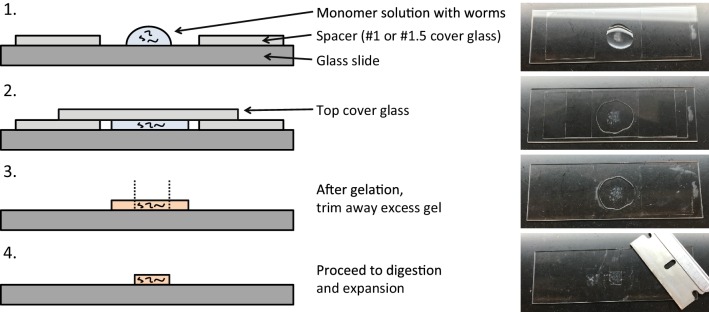 Appendix 1—figure 1.