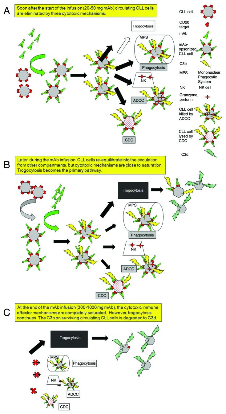 graphic file with name onci-1-959-g1.jpg