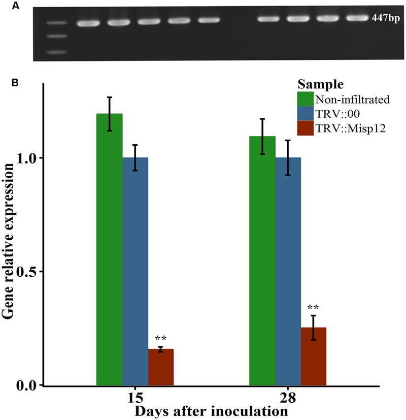 FIGURE 5