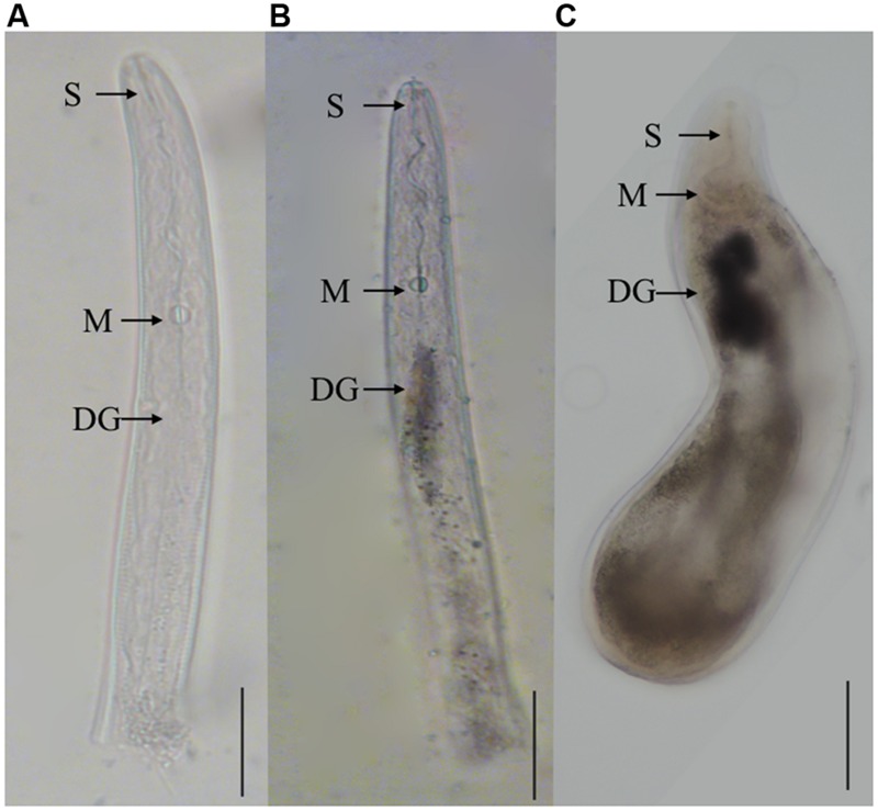 FIGURE 3