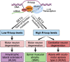 Graphical Abstract