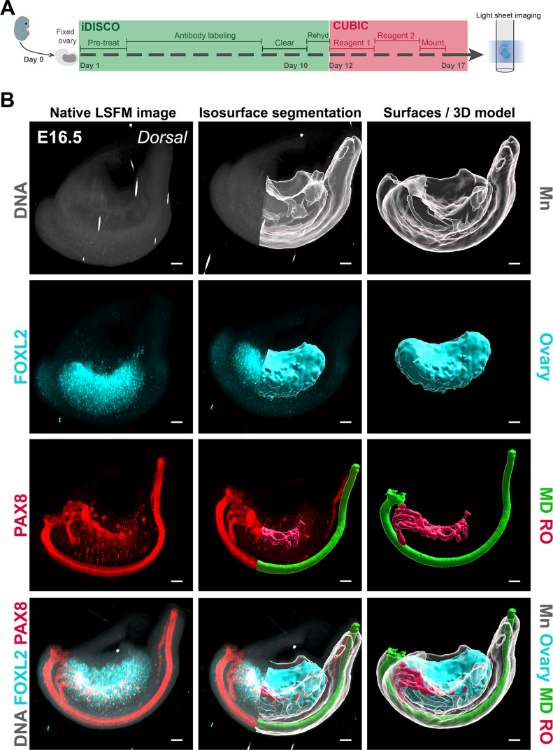 Figure 2—figure supplement 1.