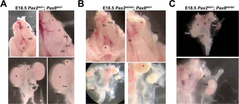 Figure 7—figure supplement 1.