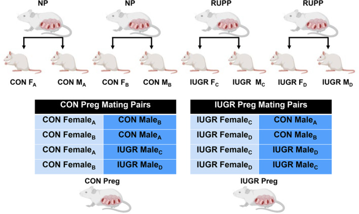 FIGURE 1