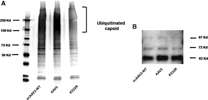 FIG. 8.