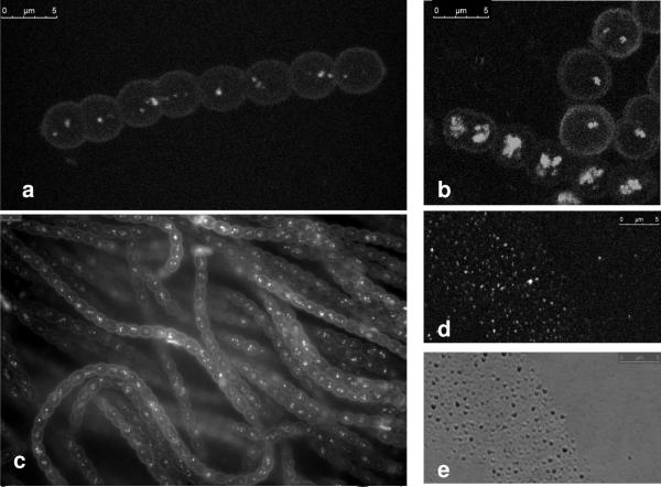 Fig.1