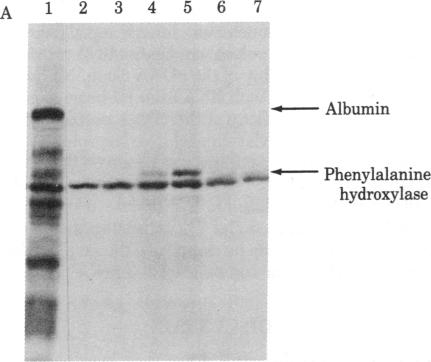 graphic file with name pnas00454-0181-b.jpg