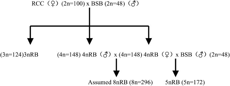 Figure 1.—