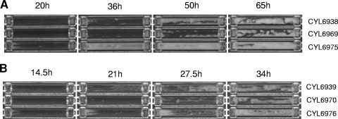 FIG. 2.