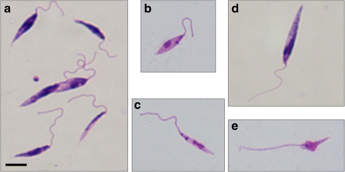 Fig. 3