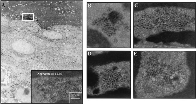 FIG. 8.