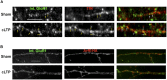 Figure 4—figure supplement 1.