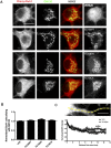 Figure 1—figure supplement 6.