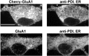 Figure 1—figure supplement 5.