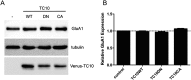 Figure 1—figure supplement 4.