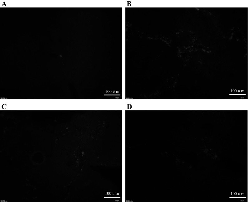 Fig. 6