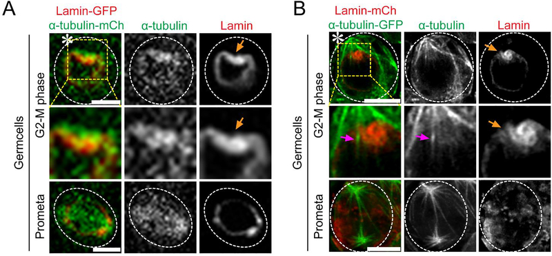 Figure 3: