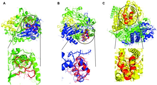 FIGURE 3