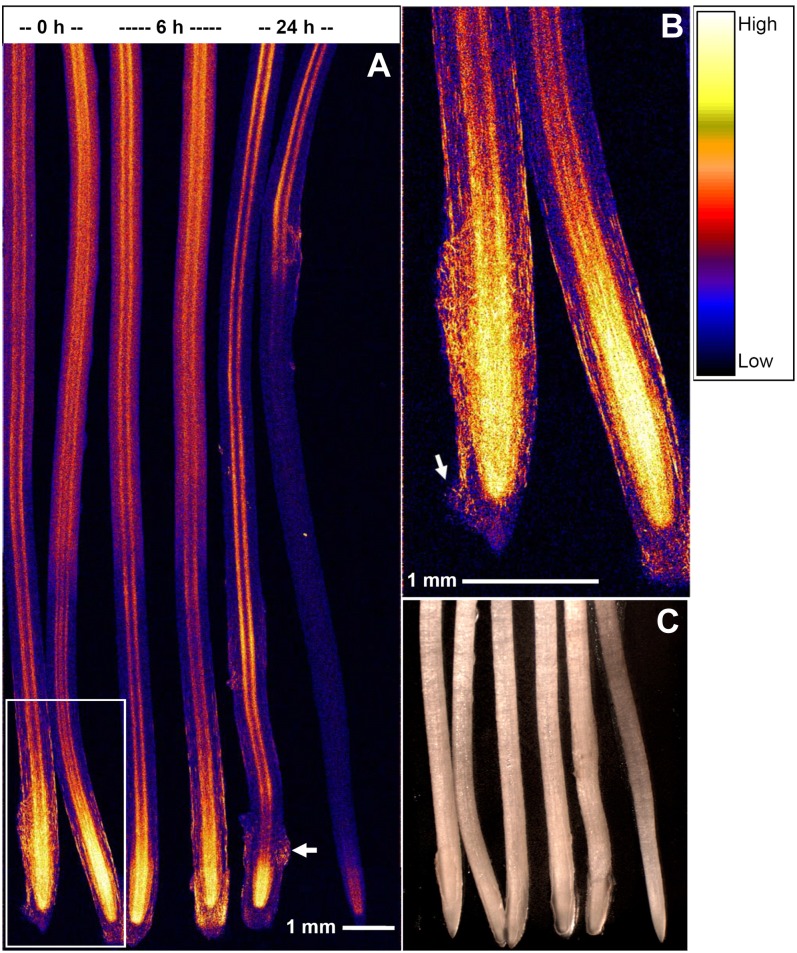 Figure 2.