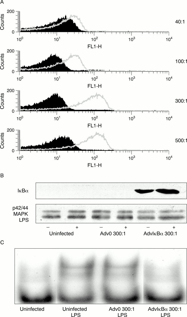 Figure 1  