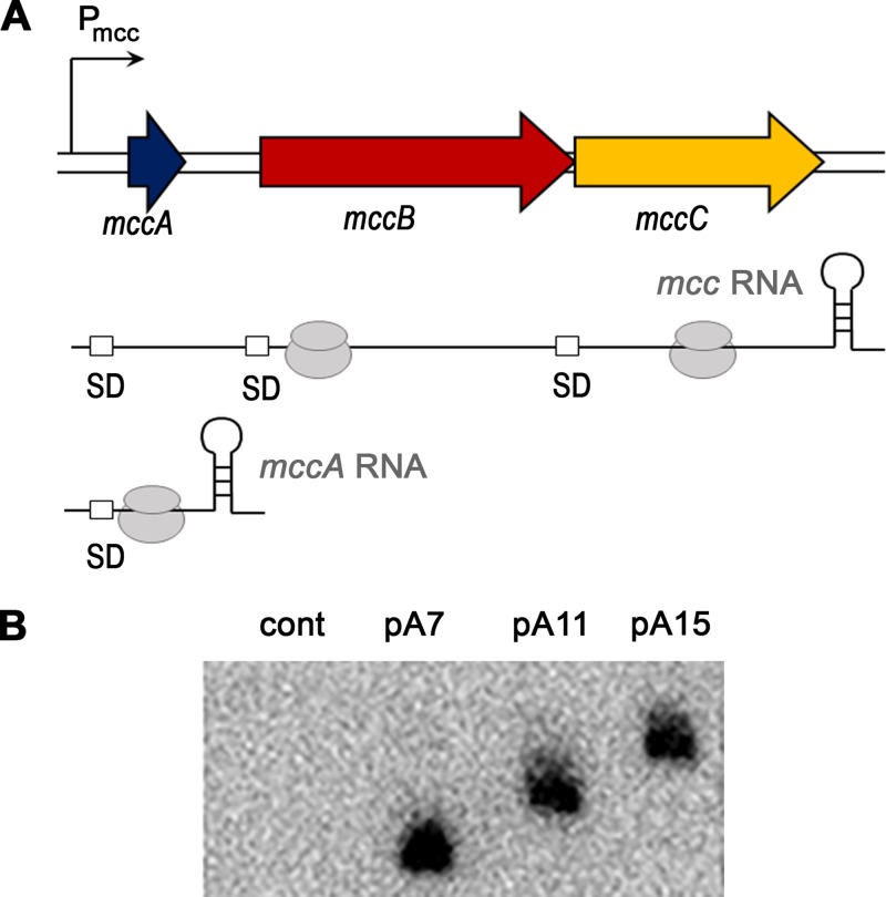 FIG 4