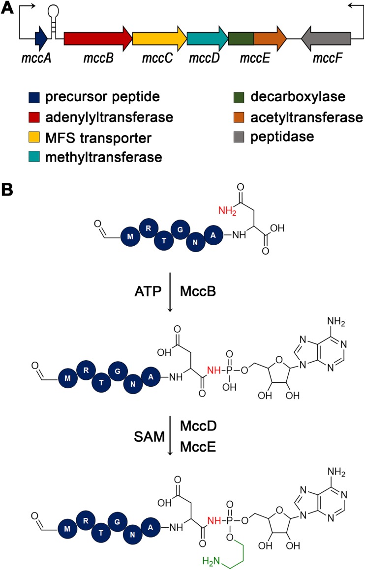 FIG 1